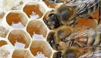 Esas increíbles abejas ocupadas