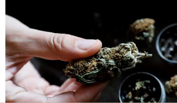 Cannabis medicinal llega a España con receta y uso hospitalario