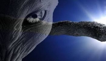Científico de Harvard asegura la existencia de extraterrestres