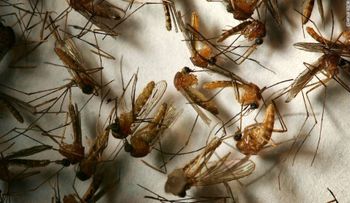 Hawai se declara en emergencia por casos de fiebre de dengue
