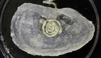 Crean oído biónico con impresora 3D