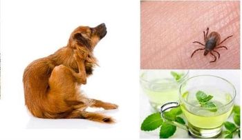 Imperdible remedio para alejar las pulgas para siempre
