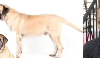 Una hispana de 75 muere atacada por su perro â??Mastínâ? adoptado en 2011