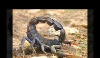 Los escorpiones más venenosos del mundo (VIDEO)