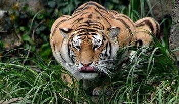 5 Hombres subidos desde hace 3 días en árbol para huir de tigres en Indonesia