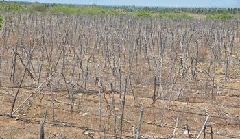 Cambio climático se la pone difícil a la agricultura