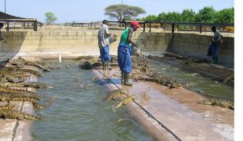 Cría de cocodrilos: industria en riesgo en Zimbabue