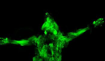 Cientificos crean ratones transparentes e invisibles
