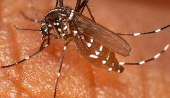 Puerto Rico declara epidemia a la chikungunya