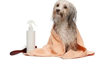 Remedios naturales para eliminar las pulgas y garrapatas de tu perro
