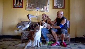 Pancho, el pelícano: una atracción en La Habana