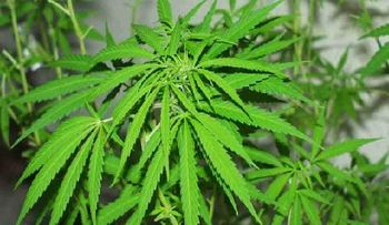 Componente del cannabis previene la expansión del cáncer