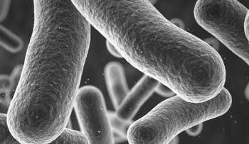  ¿Cuánto Sabes de las Bacterias de los Alimentos?