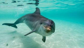 Video: los delfines se drogan con la toxina de los peces globo