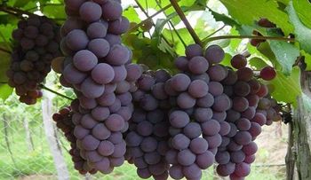 Estudio revela potencial del vino de Neyba en República Dominicana