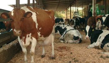 Medina promete financiamiento a ganaderos para aumentar producción todo el año