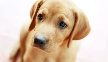 EE.UU.: Supuesto culpable de tortura a un perro podría enfrentar 55 años de prisión  