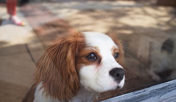 7 cosas saben los perros antes de que ocurran