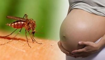 Crece el misterio sobre el virus de Zika