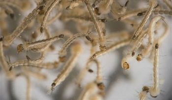 Erradicar al mosquito de zika en Brasil, una meta improbable