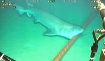 Video: Los tiburones muerden y dañan los cables submarinos de la internet
