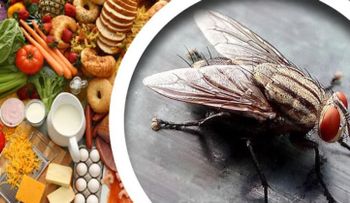 ¿Qué sucede cuando un insecto se posa en la comida