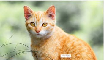 Veterinario explica por qué los gatos naranjas suelen ser más sociables