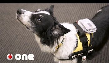 Este dispositivo permite una comunicación directa entre perros y humanos  (VIDEO)           