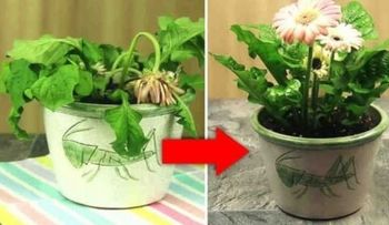 Evita gastar un dineral: Ponle estos 3 ingredientes a tus plantas para que vuelvan a florecer!