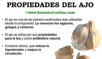 Propiedades terapeúticas del ajo