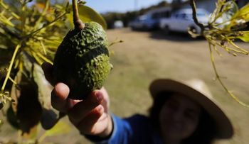 FIDA advierte que incertidumbre arancelaria provoca inflación en alimentos