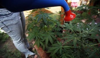 Mamás cultivan marihuana en Chile para medicar a sus hijos 