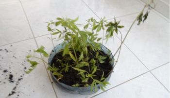 DNCD descubre otra siembra de marihuana en una loma de Baní