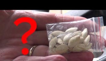 Indagan enigma de misteriosos paquetes con semillas chinas que llegan a hogares de EEUU sin ser solicitados