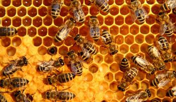Descubren por qué las abejas abandonan sus colmenas  