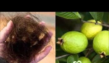 Las hojas de guayaba te hacen crecer el pelo como loco (VIDEO)