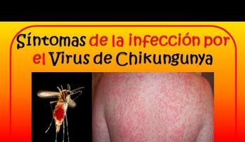El mosquito hembra transmite la chikunguña; efectos enfermedad pueden durar hasta dos años