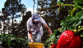 Con financiamiento del Gobierno, productores de fresas logran cosecha millonaria