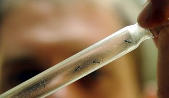 Virus zika es transmitido por mismo mosquito del dengue y chikungunya