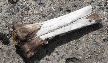 Hallan vestigios de ocupación humana de 4.000 años en excavaciones en Río