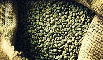 ¿Funciona el café verde para adelgazar?