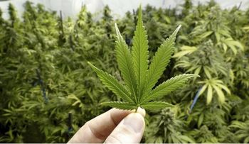 Bomberos NY acuden a llamado de incendio y encuentran 170 libras marihuana