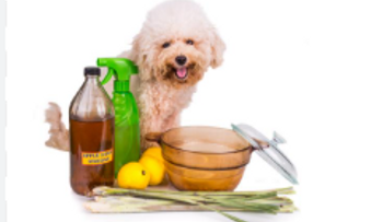 Remedios caseros para combatir garrapatas de tu perro