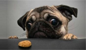 Tips para escoger la comida de tu mascota