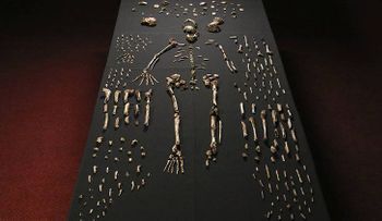 Descubren una especie humana desconocida hasta la fecha: Homo naledi