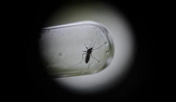 Venezuela agobiada por el dengue, la malaria y el chicunguña