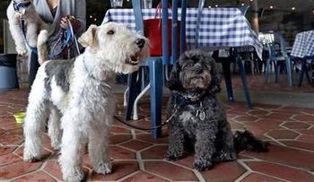 Perros de NY podrán comer en restaurantes