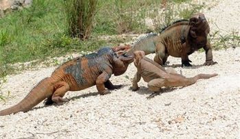 Refugio de iguanas en el Este
