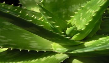 Notarás en seguida los cambios en tu salud con esta planta; veamos sus increíbles beneficios 