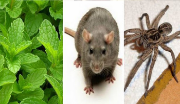 Una planta que hará desaparecer cucarachas, ratones, arañas y otros insectos de la casa...